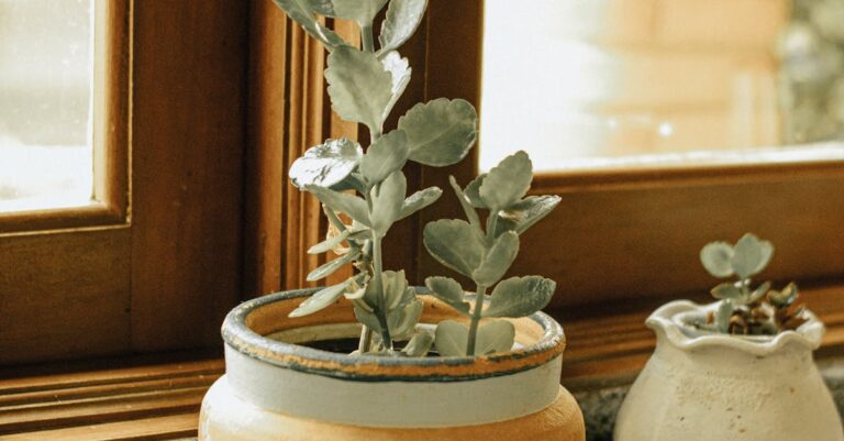 Die atmende Fensterbank: Terrakotta-Kühlbank mit Kapillarbewässerung für angenehmere Sommer in der Wohnung